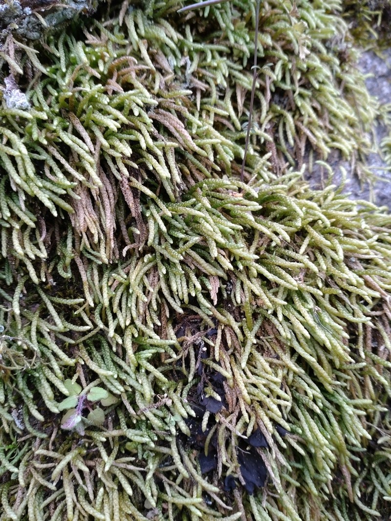 Maximowicz's Myuroclada Moss photo 7
