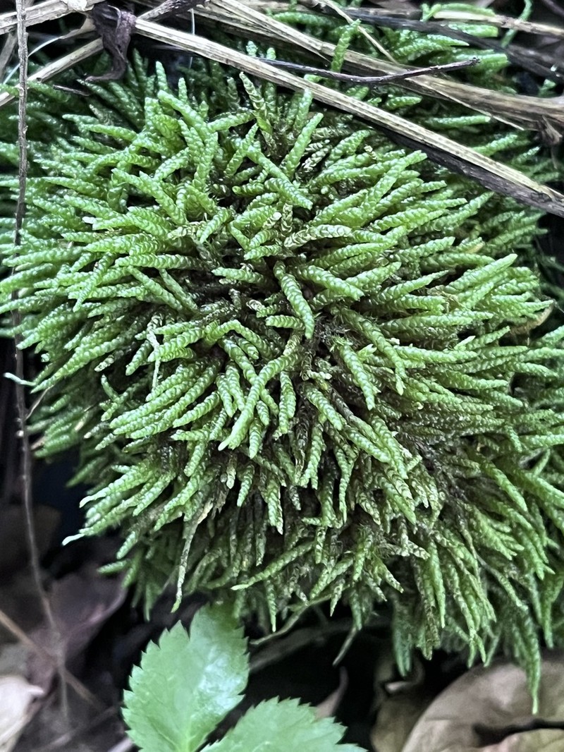 Maximowicz's Myuroclada Moss photo 8