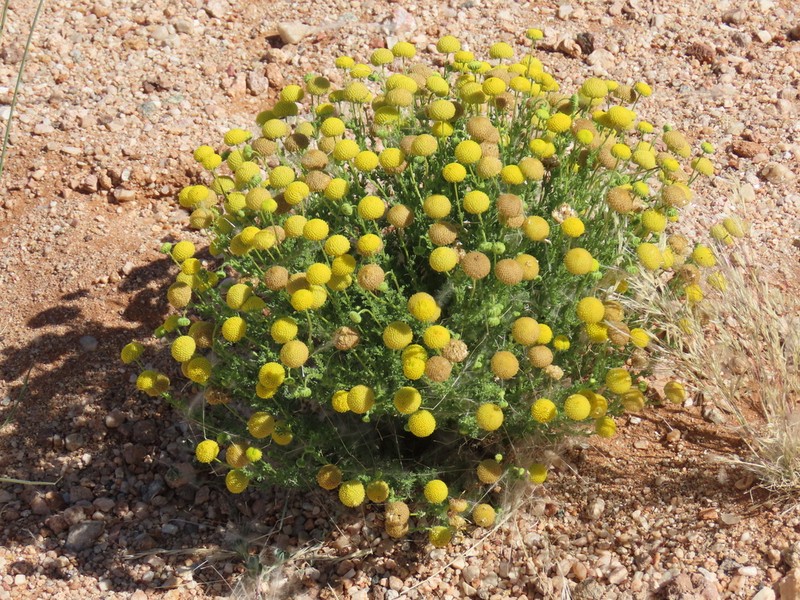 Myxopappus acutilobus