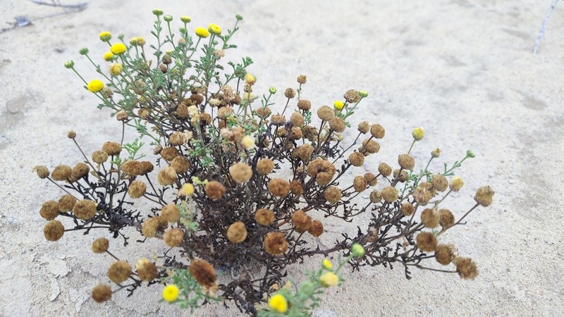Myxopappus acutilobus photo 2