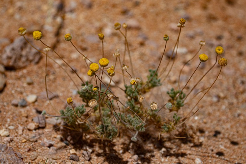 Myxopappus acutilobus photo 3