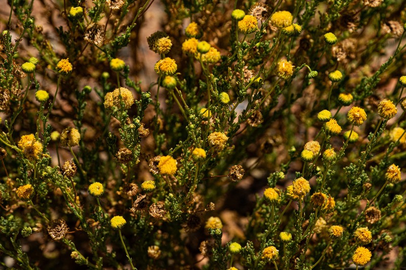 Myxopappus acutilobus photo 5