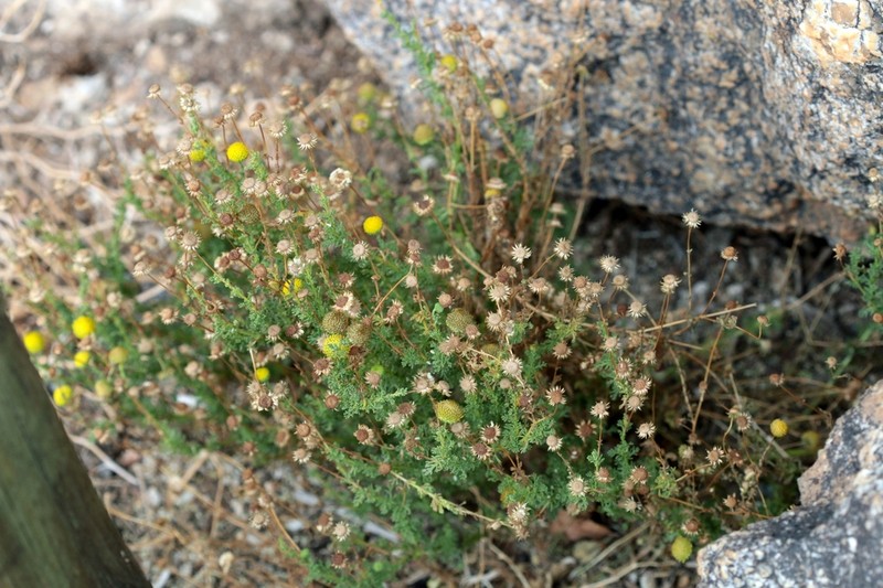 Myxopappus acutilobus photo 7