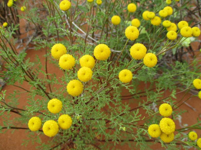 Myxopappus acutilobus photo 8