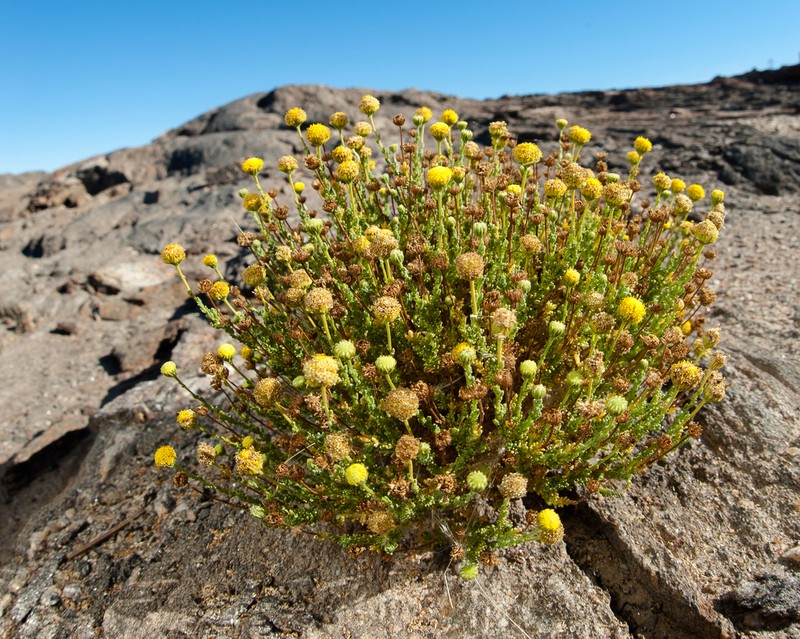 Myxopappus hereroensis