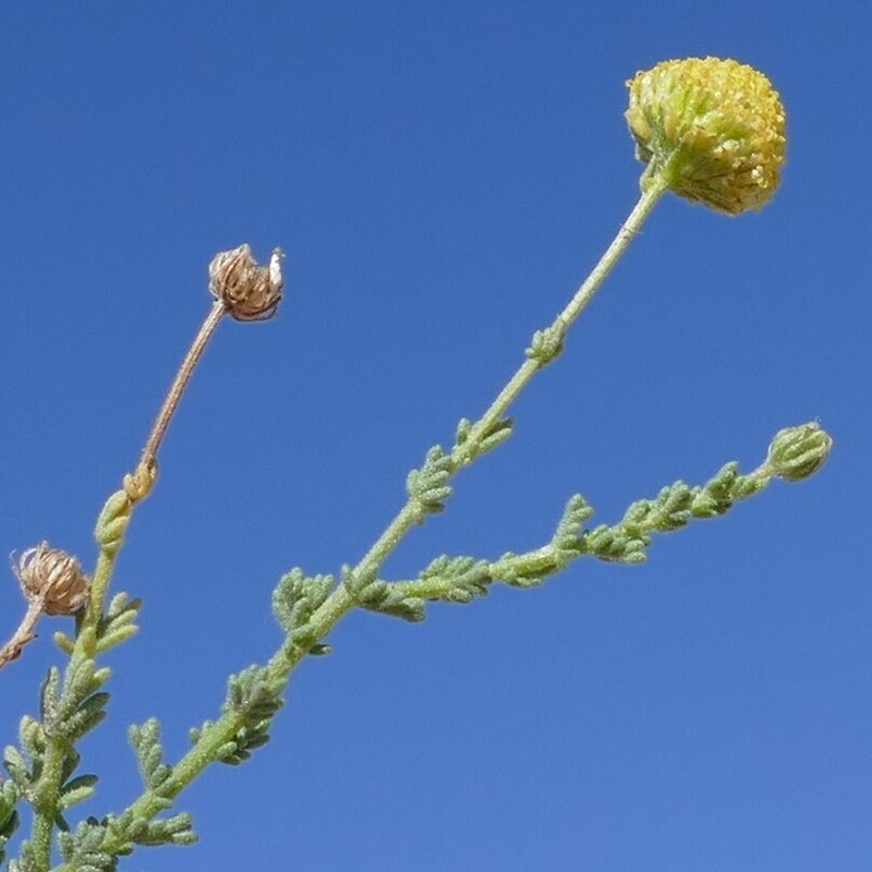 Myxopappus hereroensis photo 2