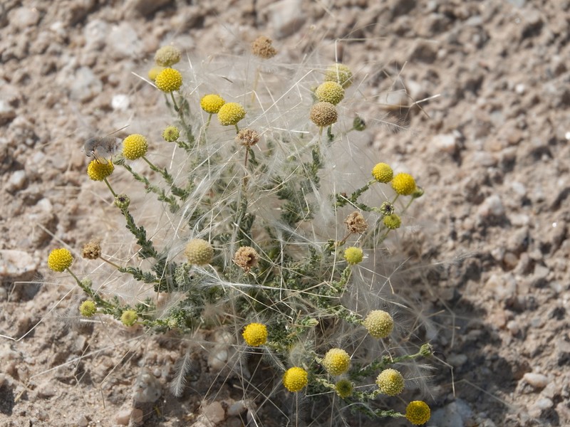 Myxopappus hereroensis photo 3