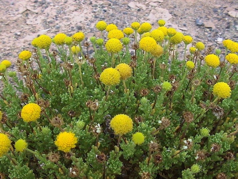 Myxopappus hereroensis photo 5