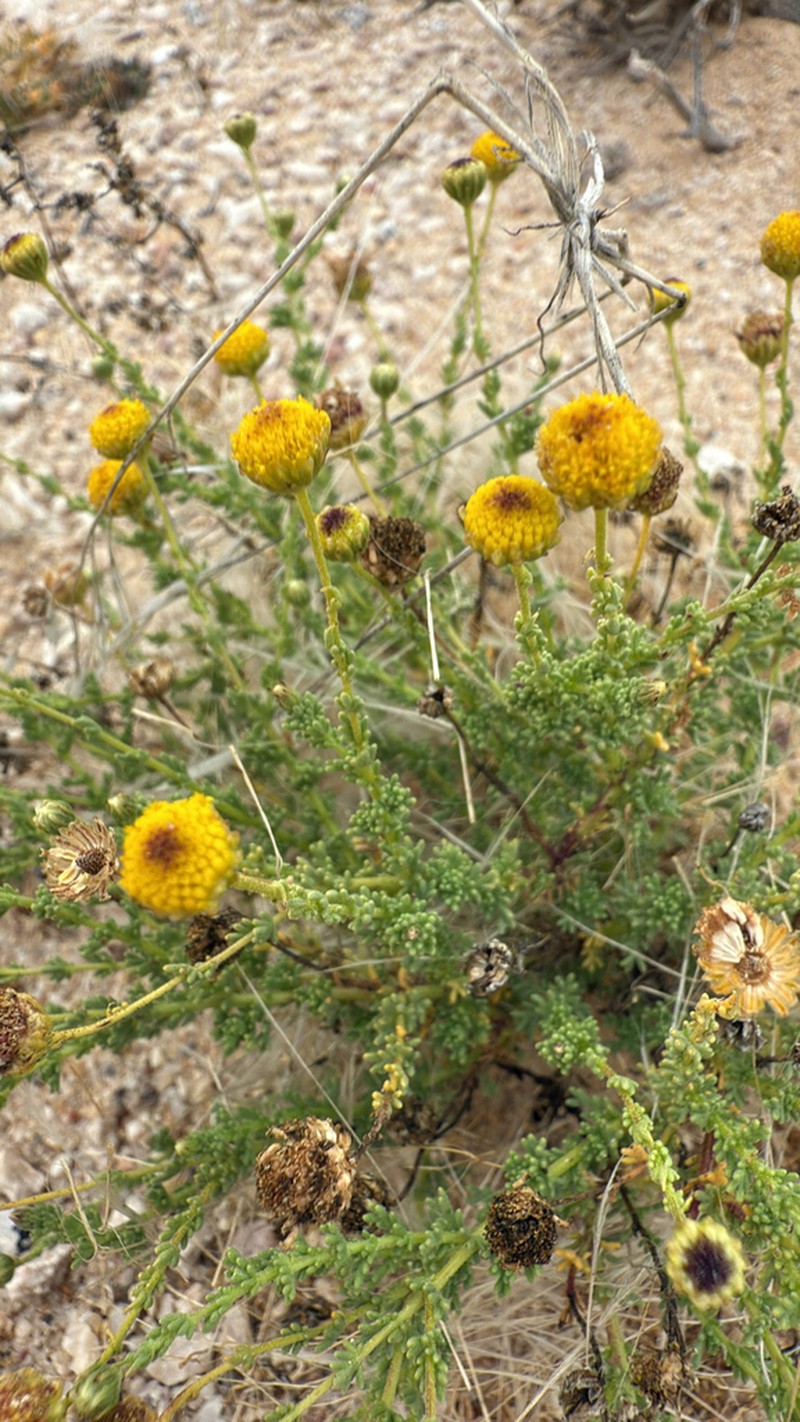 Myxopappus hereroensis photo 6