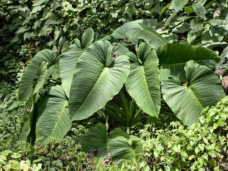Nabalu corneri photo 2