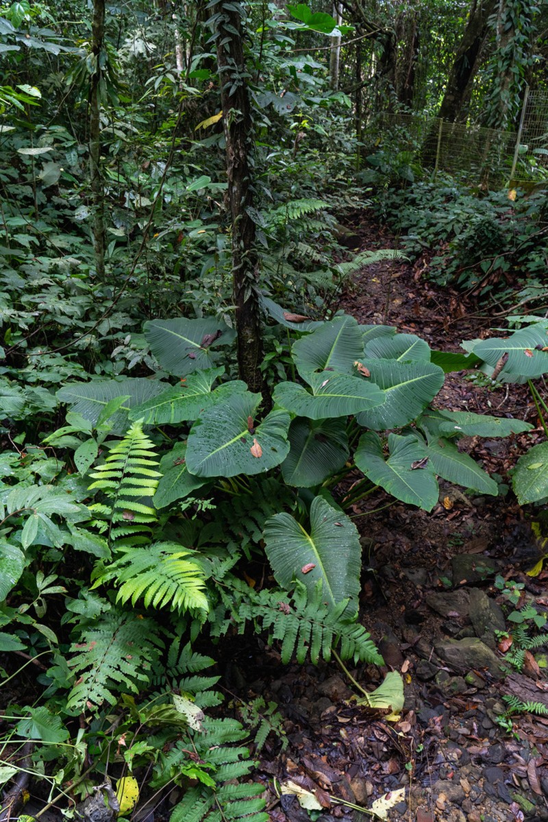 Nabalu corneri photo 3