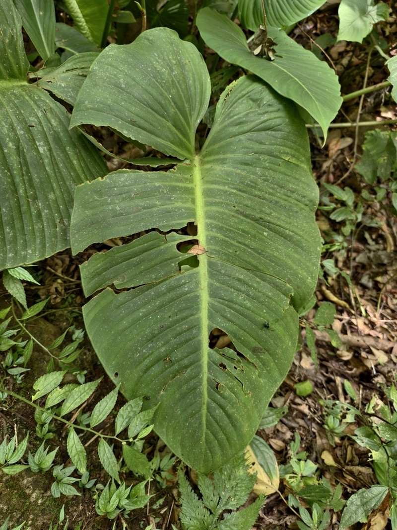 Nabalu corneri photo 7