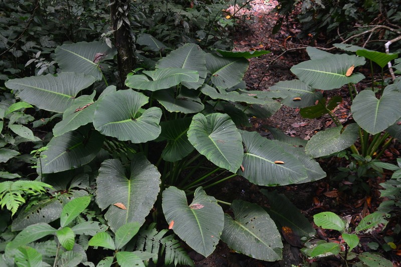 Nabalu corneri photo 8