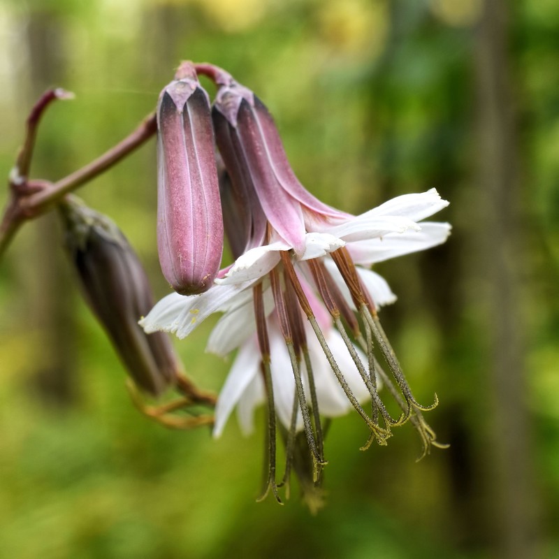 White Rattlesnakeroot