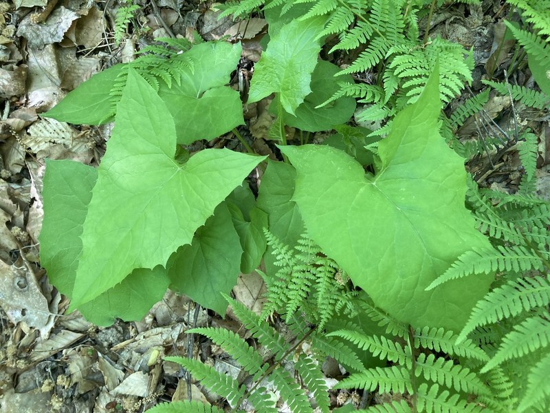 White Rattlesnakeroot photo 3