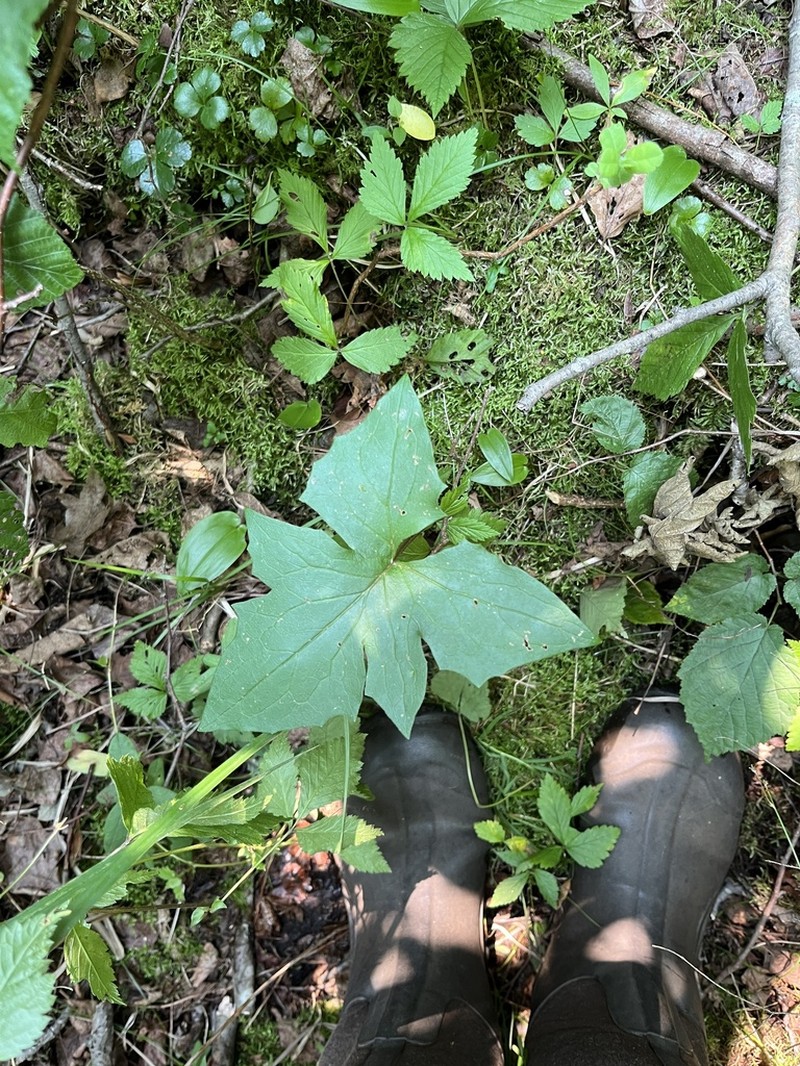 White Rattlesnakeroot photo 4