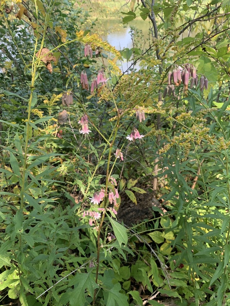 White Rattlesnakeroot photo 5