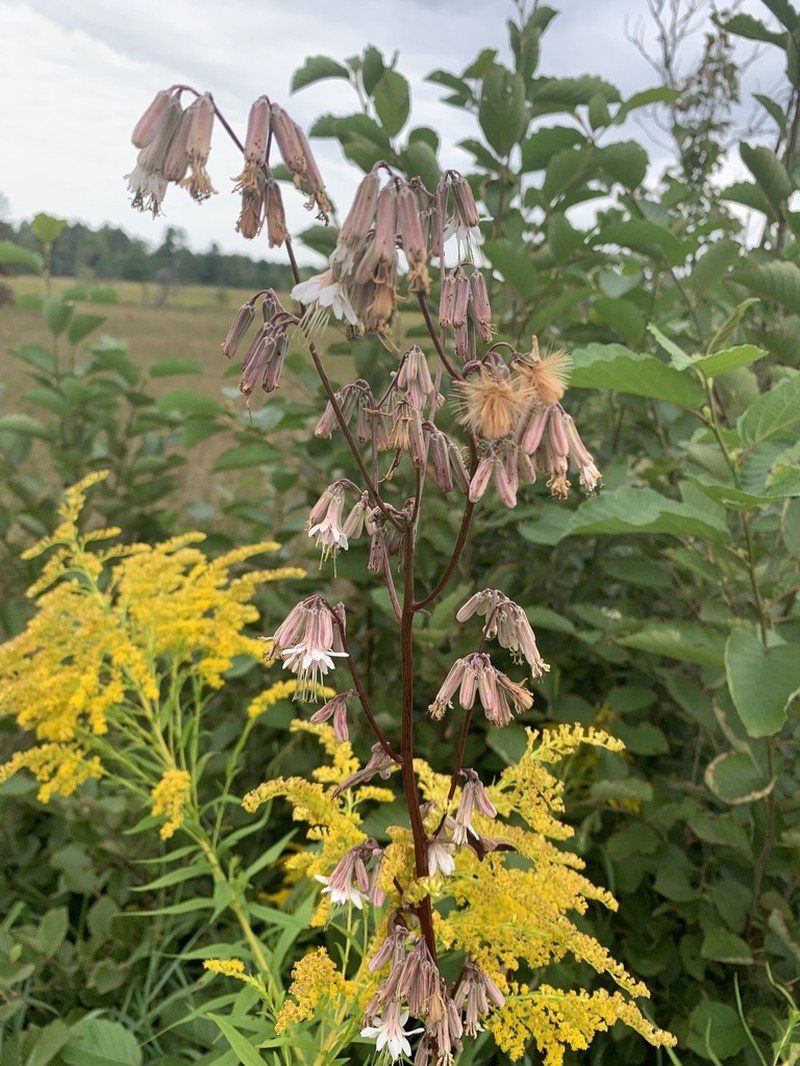 White Rattlesnakeroot photo 6