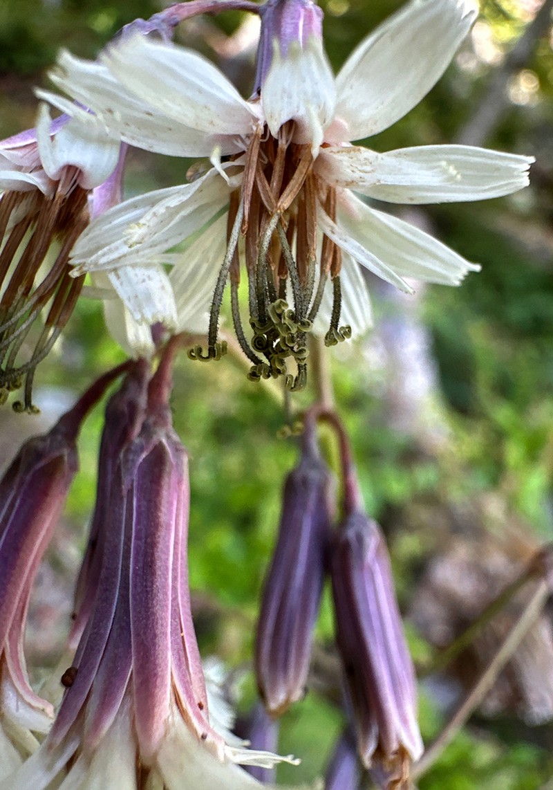 White Rattlesnakeroot photo 7