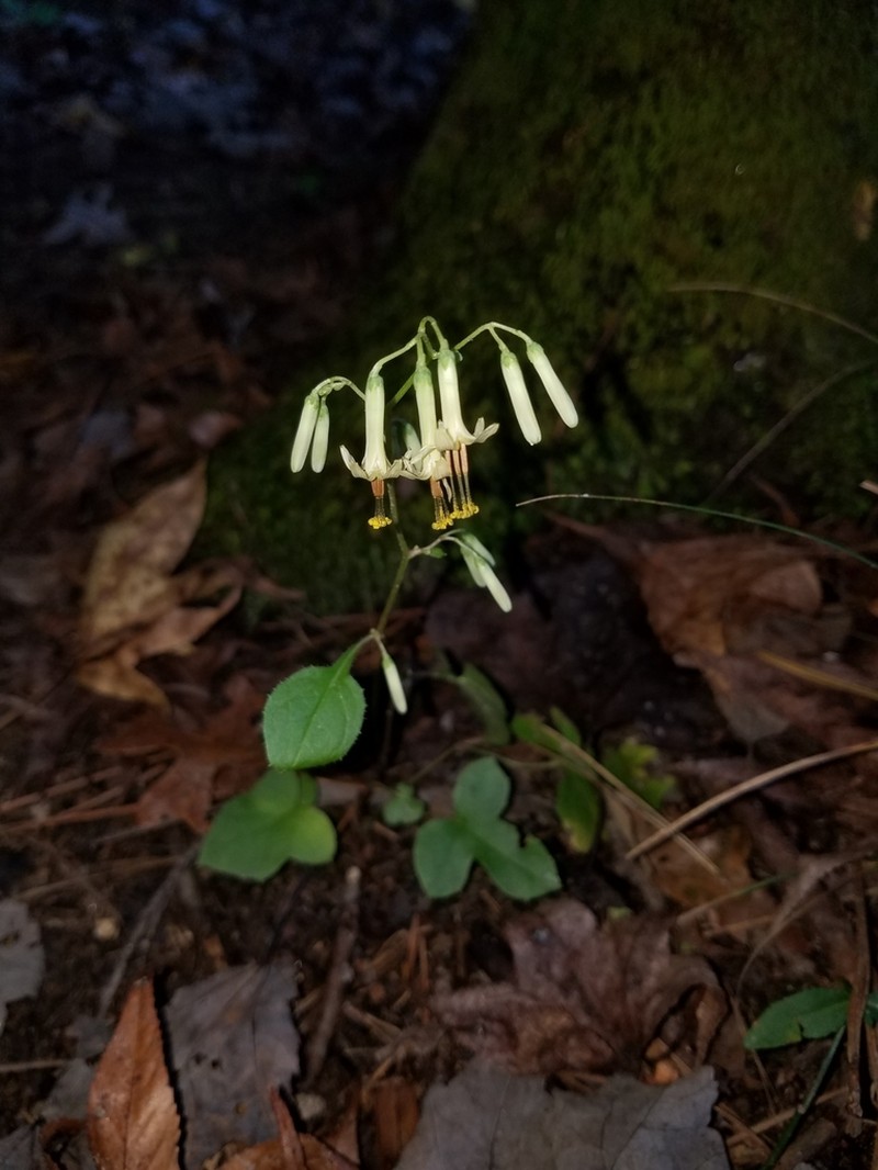 Tall Rattlesnakeroot