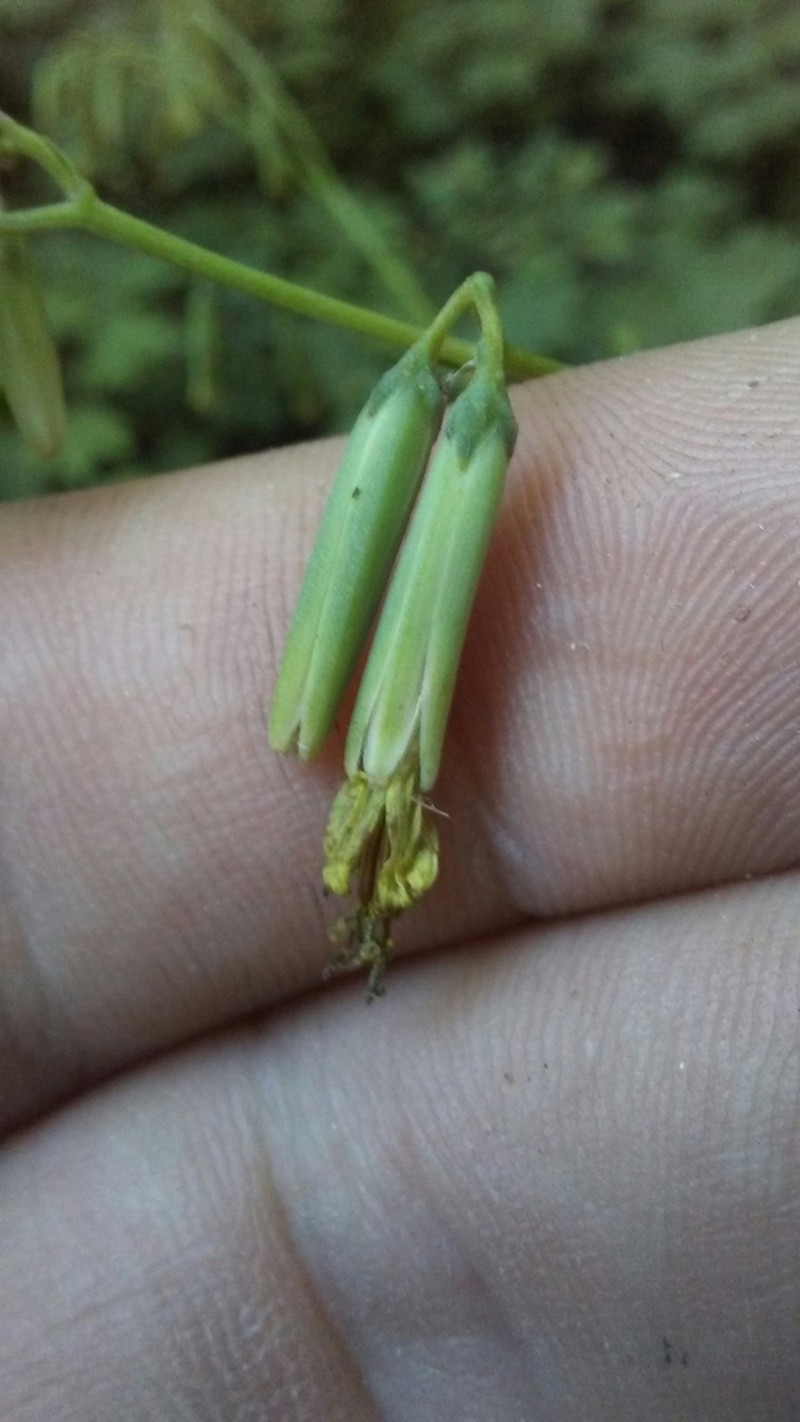 Tall Rattlesnakeroot photo 3