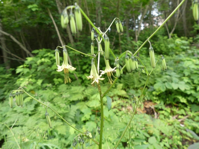 Tall Rattlesnakeroot photo 4