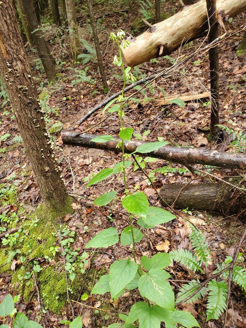 Tall Rattlesnakeroot photo 5