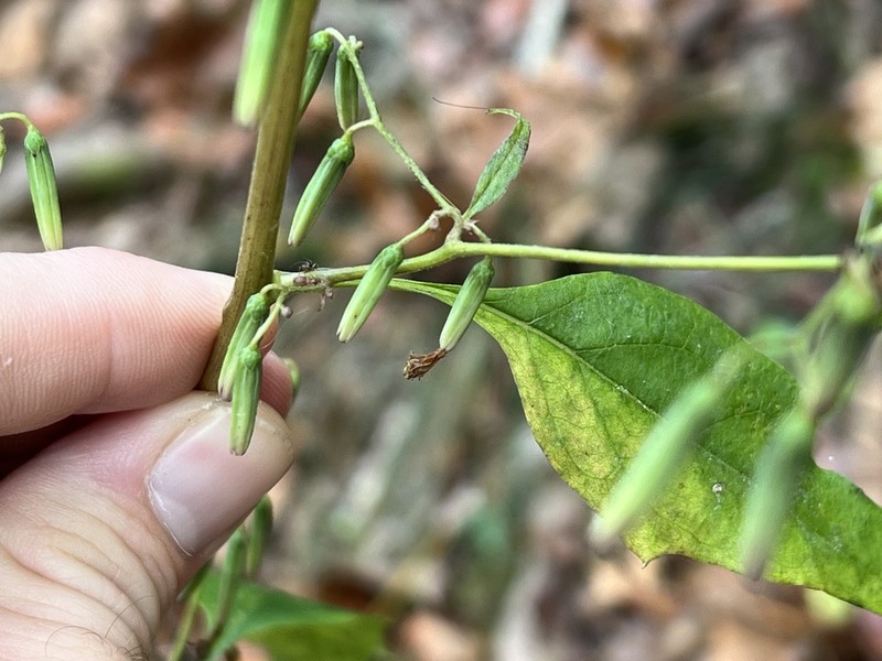 Tall Rattlesnakeroot photo 6