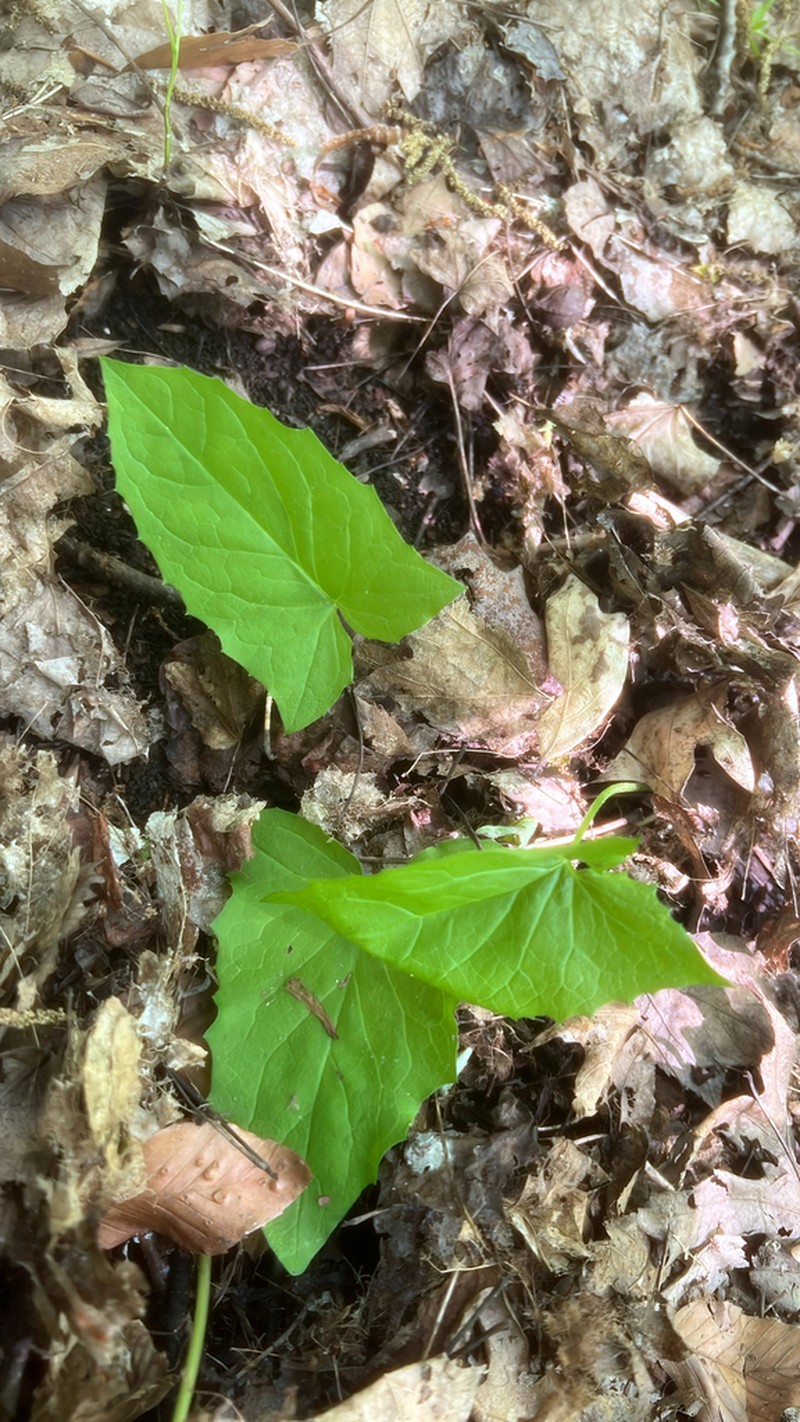 Tall Rattlesnakeroot photo 7