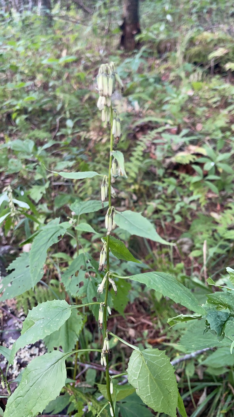 Tall Rattlesnakeroot photo 8