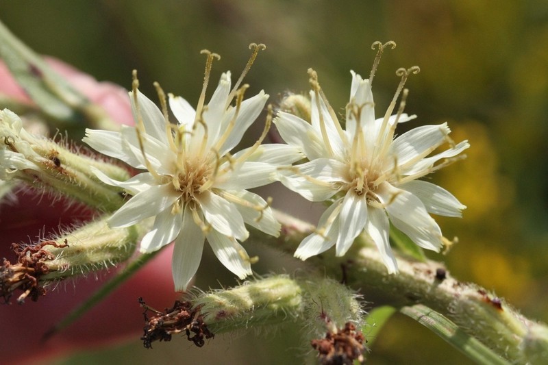 Rough Rattlesnakeroot