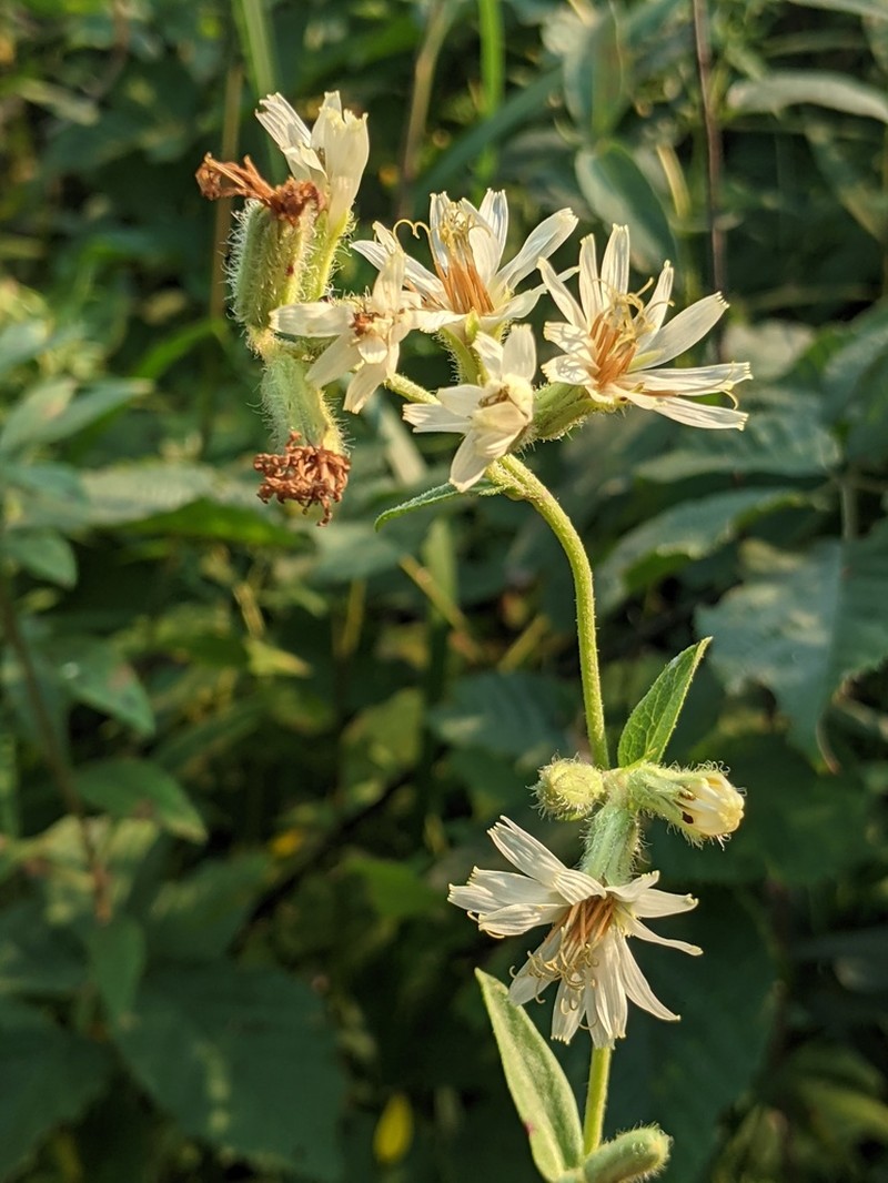 Rough Rattlesnakeroot photo 2