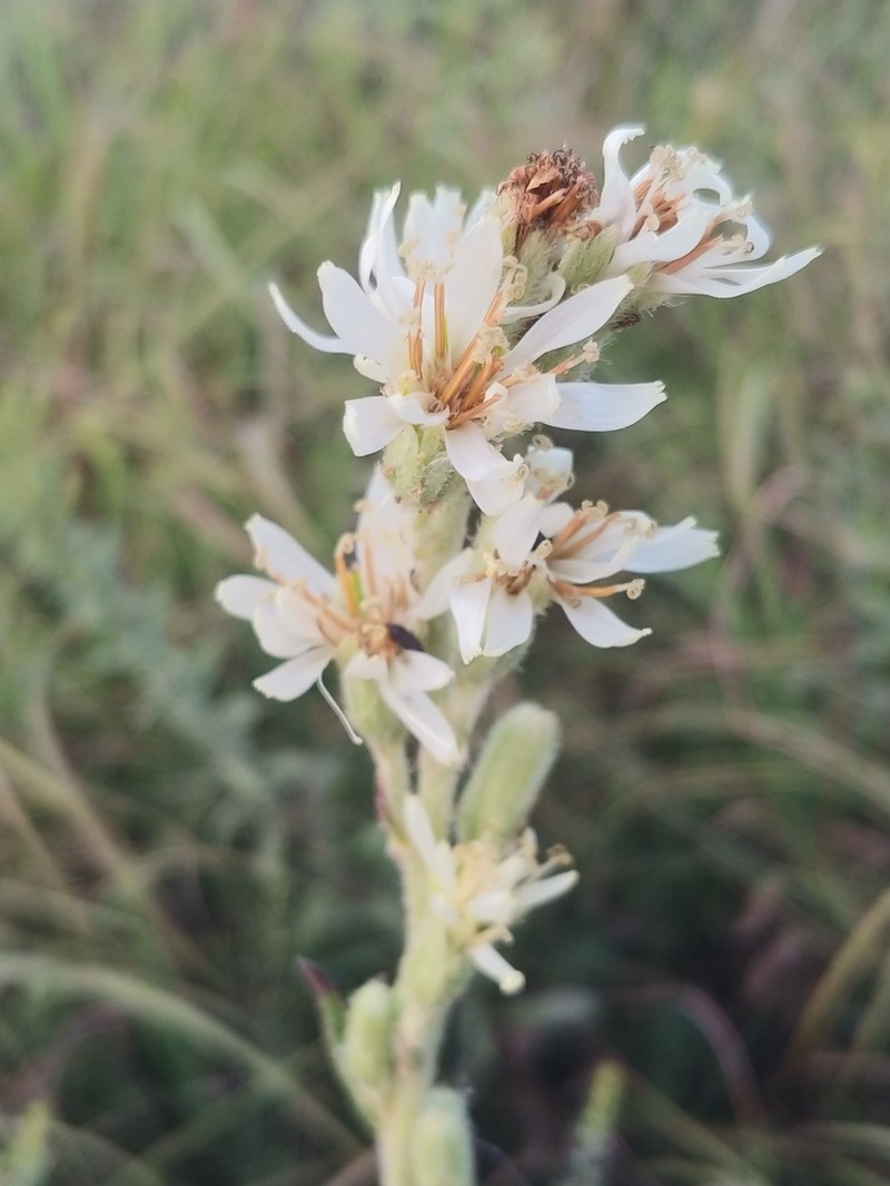 Rough Rattlesnakeroot photo 3
