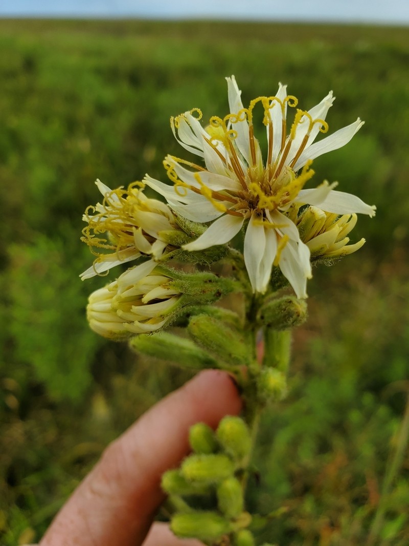 Rough Rattlesnakeroot photo 4