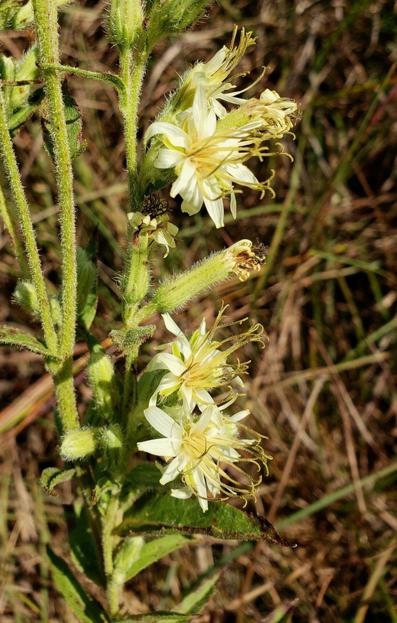 Rough Rattlesnakeroot photo 5