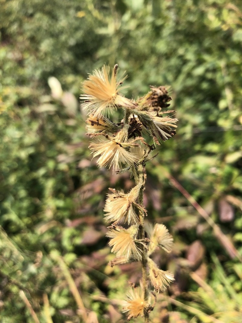 Rough Rattlesnakeroot photo 6