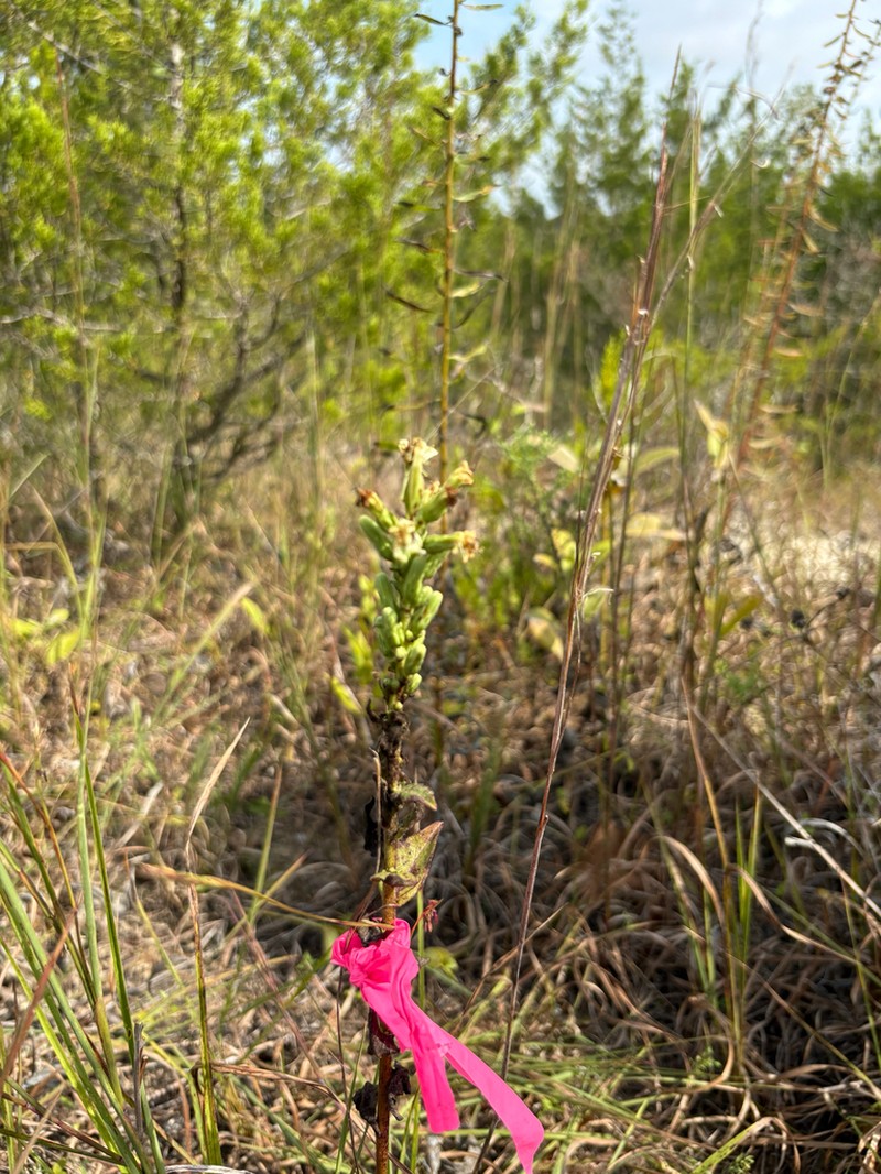 Rough Rattlesnakeroot photo 7