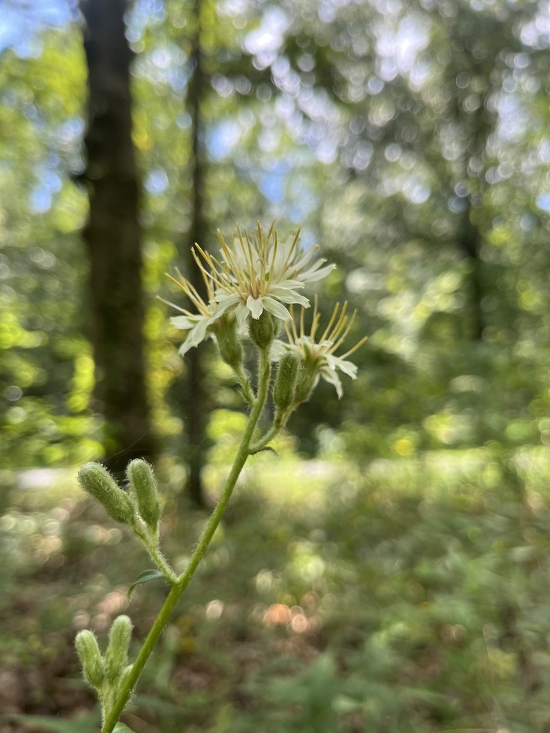Rough Rattlesnakeroot photo 8