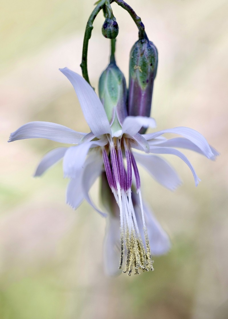 Slender Rattlesnakeroot