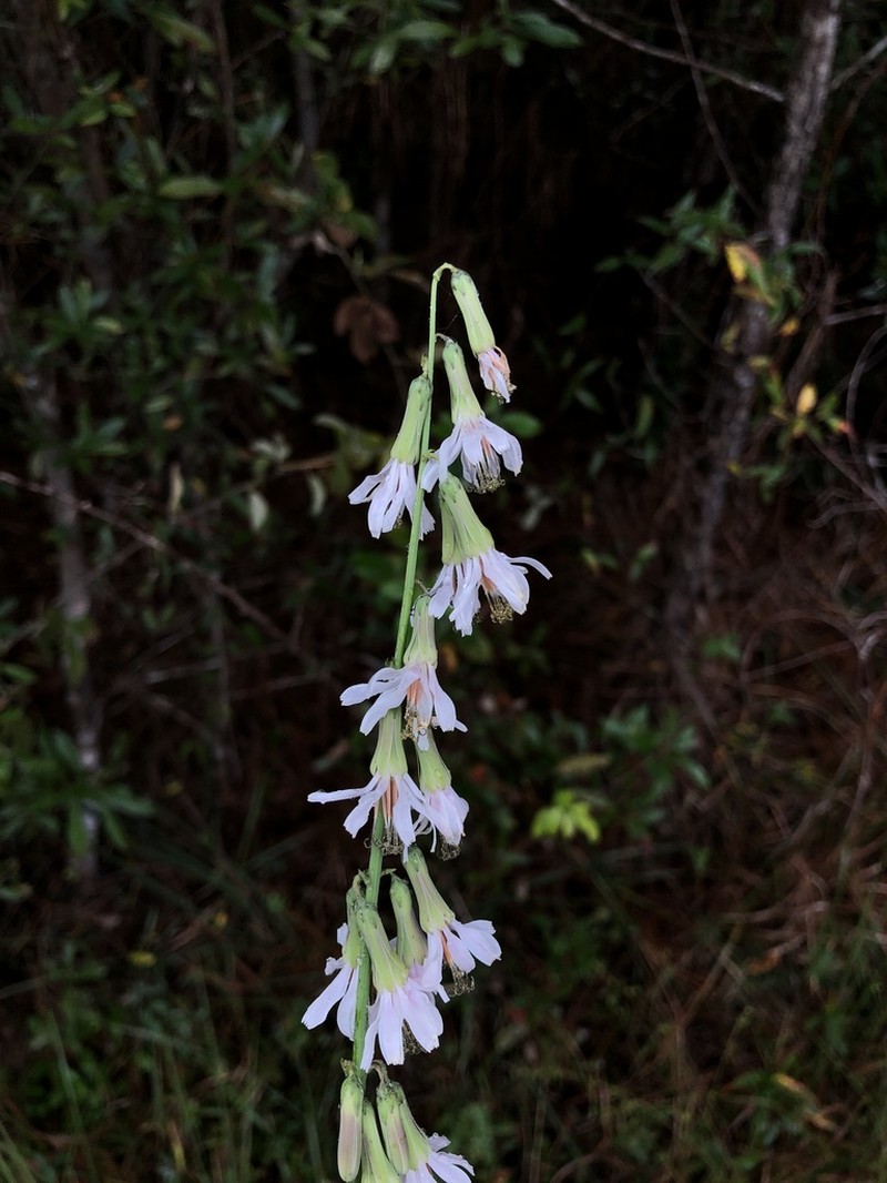Slender Rattlesnakeroot photo 2