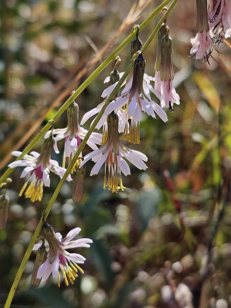 Slender Rattlesnakeroot photo 3