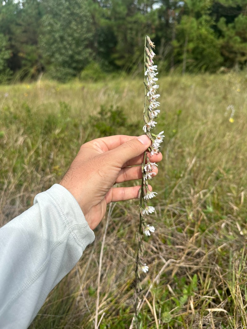 Slender Rattlesnakeroot photo 4