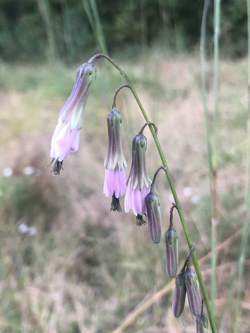 Slender Rattlesnakeroot photo 5