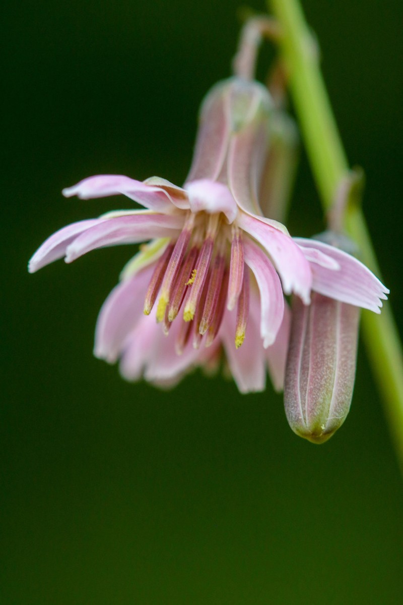 Slender Rattlesnakeroot photo 6