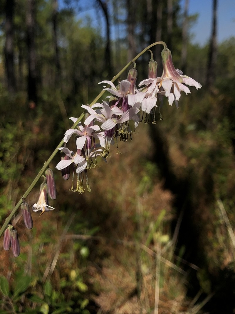 Slender Rattlesnakeroot photo 7