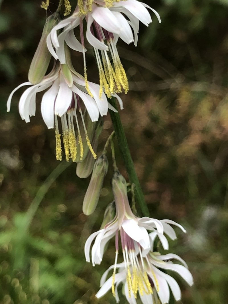 Slender Rattlesnakeroot photo 8