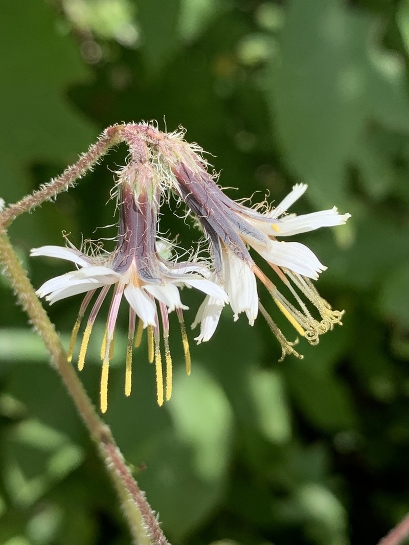 Barbed Rattlesnakeroot photo 3