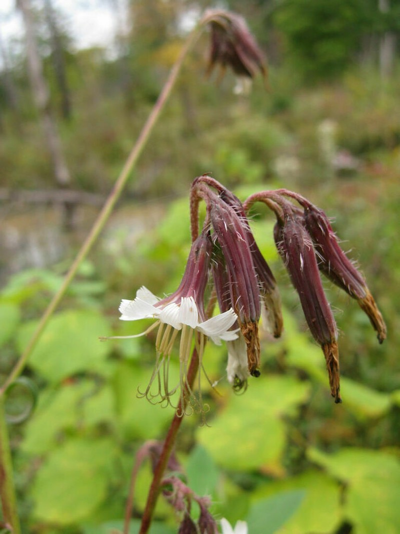 Barbed Rattlesnakeroot photo 4
