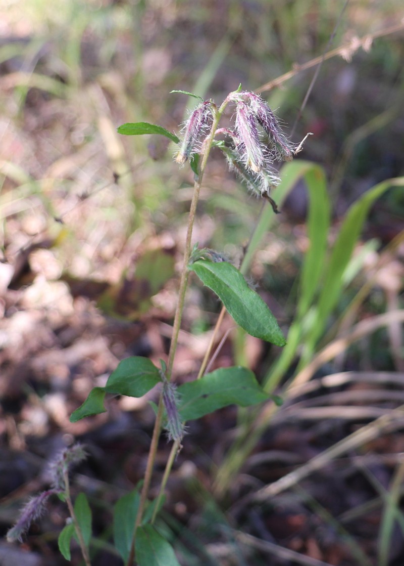 Barbed Rattlesnakeroot photo 5