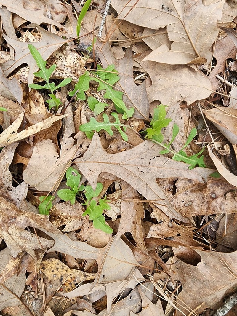 Barbed Rattlesnakeroot photo 6